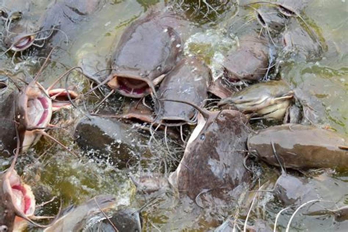 Fish farming and aquaculture